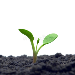 番红花绿芽图片