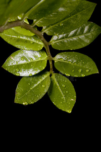 植物叶子上的水滴