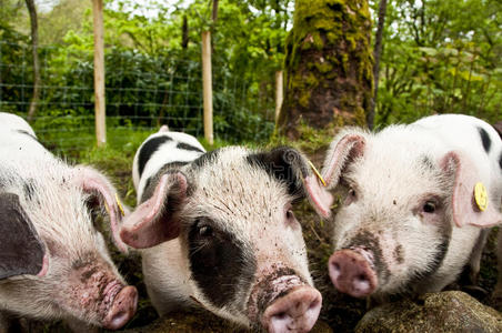 三只小猪嘟嘟图片