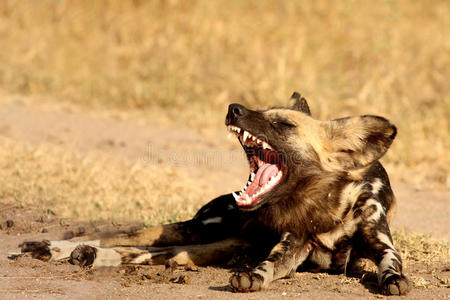 南非的野狗图片