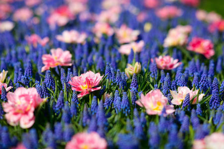 蓝色和粉红色的花
