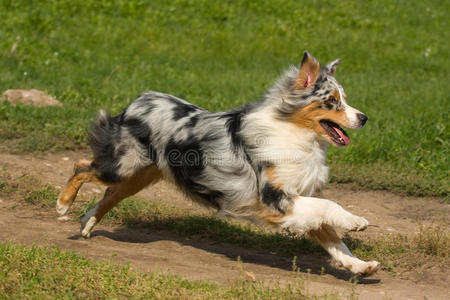 澳大利亚牧羊犬