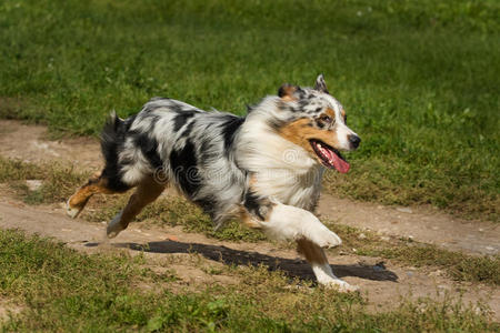 澳大利亚牧羊犬