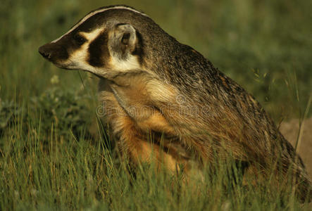 担任猎獾犬图片德国獾狗陶瓷雕像图片獾在墨西哥花园里寻找食物图片手