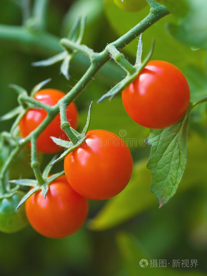 藤蔓上的西红柿