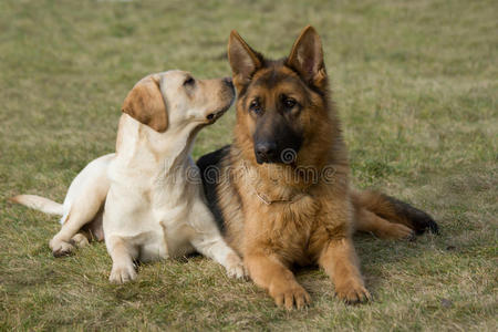 莫斯科牧羊犬和拉布拉多猎犬。