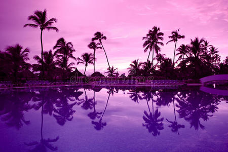 夜海滩上的许多黑棕榈紫夜