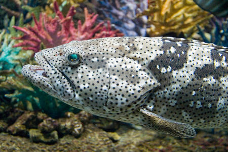 盖鱼裸盖鱼照片