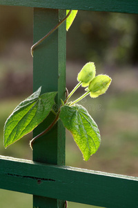 缠绕的无叶的匍匐枝图片