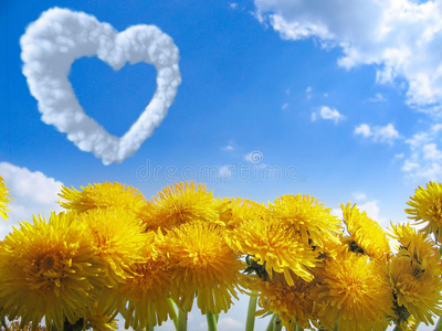黄心土豆黄蒲公英与心照片