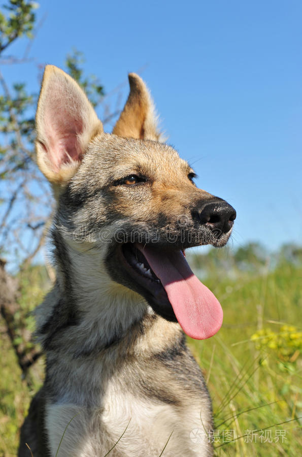 捷克斯洛伐克小狗