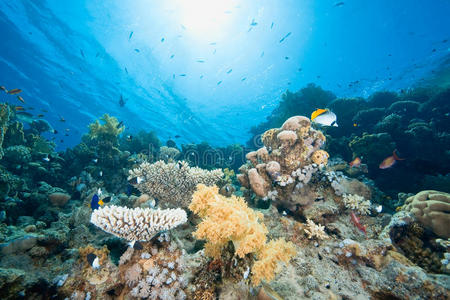 海洋鱼和珊瑚