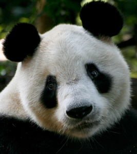 熊猫眼图片
