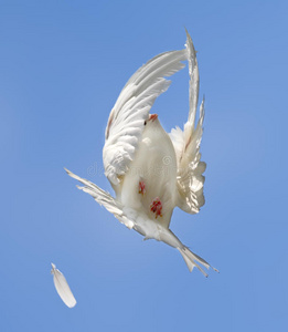 白鸽飞翔