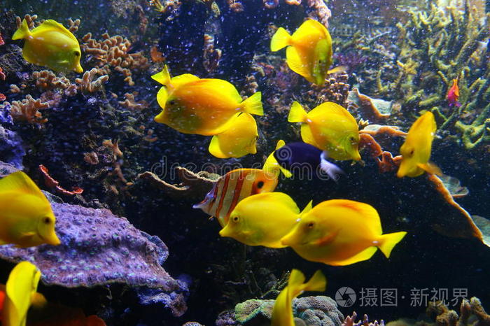 五颜六色的鱼