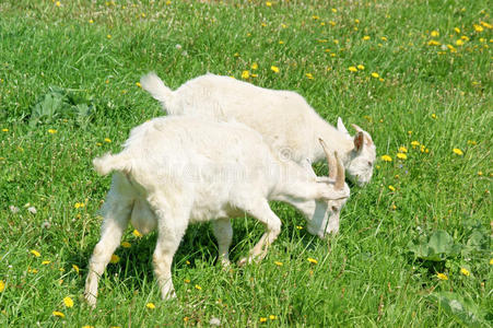 两只小山羊在吃草照片