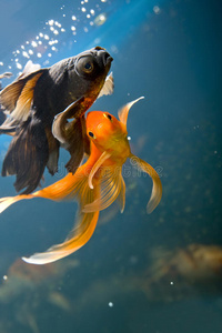 热带水族馆鱼