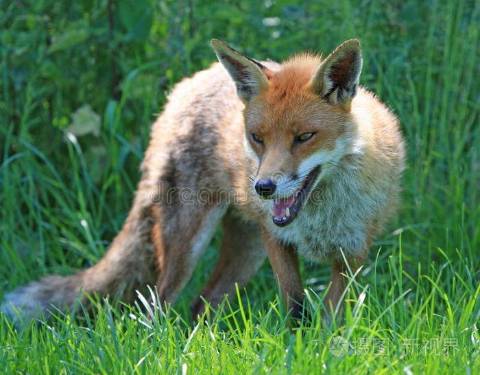 在树枝上花园里的斑猫野生红狐地鼠猴子四处走动,刺猬猫在找环尾狐猴