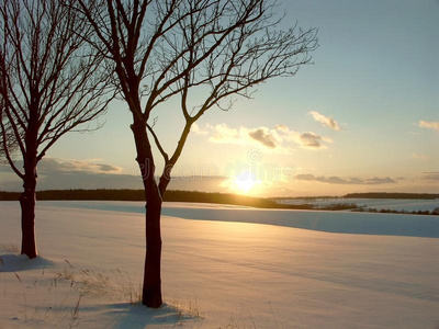 雪地上有树的冬日日落