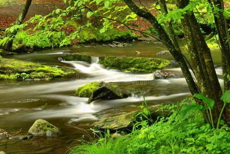 宾夕法尼亚森林溪流图片