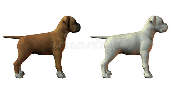 拳击犬三维模型图片