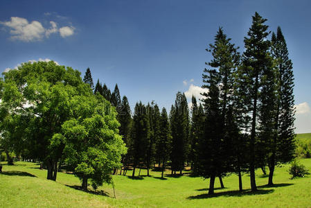 松树景观