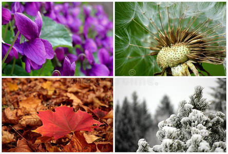 四季植物图片