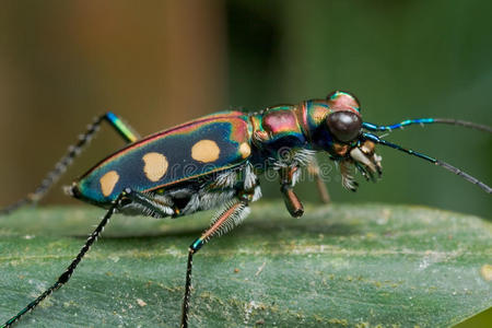 植物区系甲虫图片