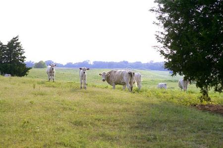 美国青草上的牛