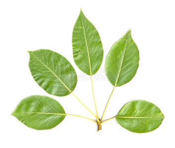 叶屠体梨树离体叶片照片