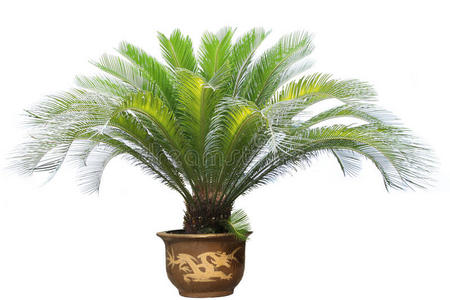 苏铁植物图片-苏铁植物素材-苏铁植物插画-摄图新视界