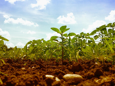 土壤和天空图片