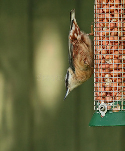 白色底面nutchatch底面照片