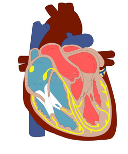 心脏解剖学