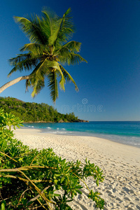 美丽的白色沙滩和棕榈树