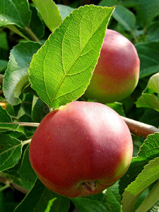 种植苹果