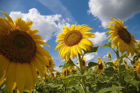 对天空的三朵向日葵图片
