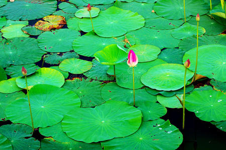 庙前的荷叶图片