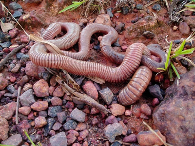 巨型蠕虫照片