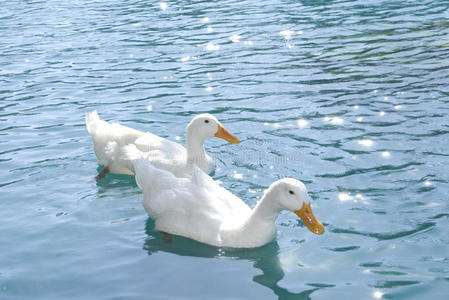 青色的湖湖边的鸭子照片