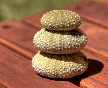 活海胆绿海胆照片