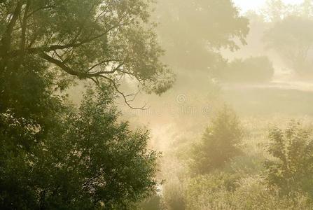 清晨的景色与树在雾中