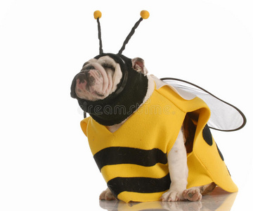 打扮成蜜蜂的狗