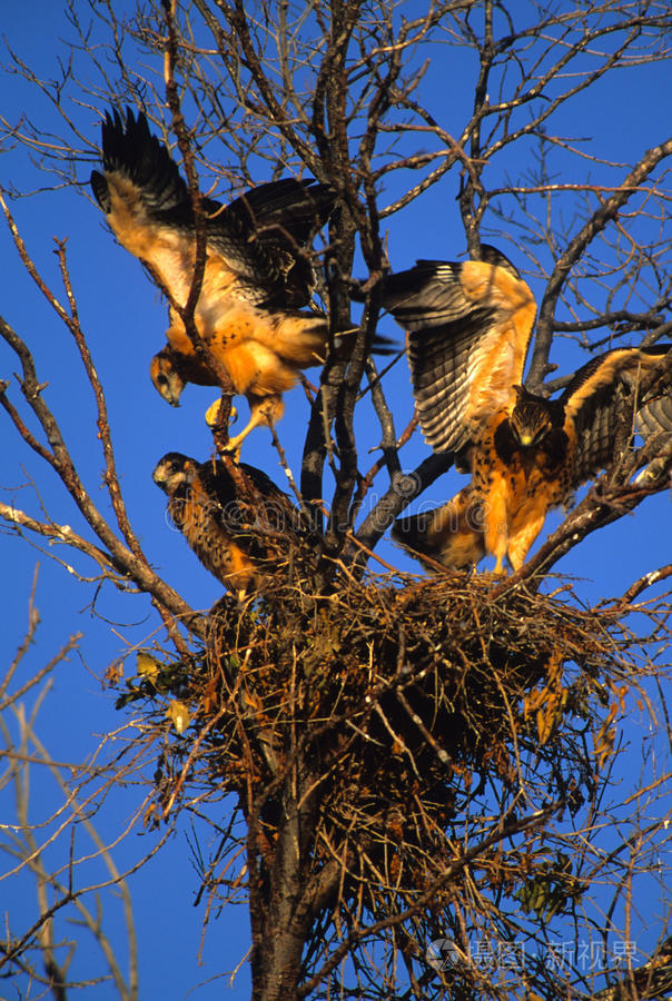斯温森的鹰雏鸟在巢里