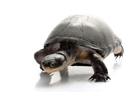 东非黑泥龟图片