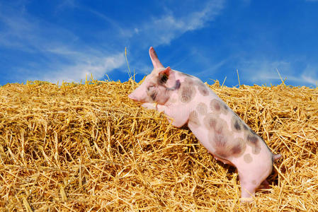 猪播种手上的小猪仔猪草地上的三只猪杀猪时间草地上的两只猪小猪杀 