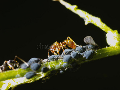 蚜虫蚁