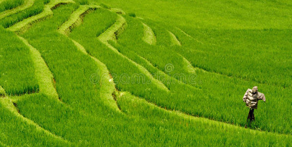 稻田稻草人