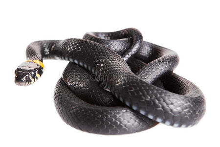 蛇诱惑蛇女性体型蟒蛇软的光亮的阳光向苹果花采用指已提到的人spr