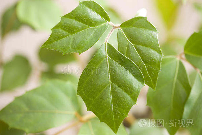 菱形cissusrhombifolia